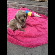 Cavapoo - Both