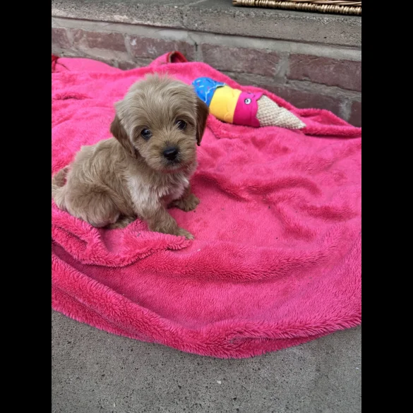 Cavapoo - Both