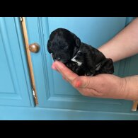 Cavapoo - Both