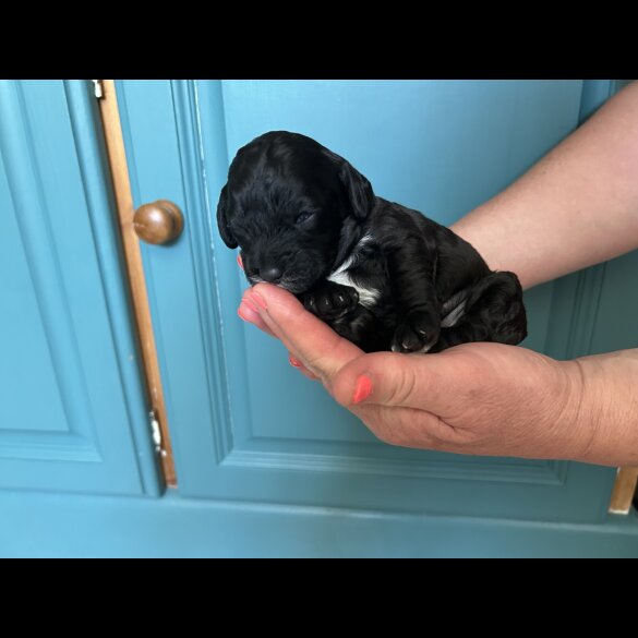 Cavapoo - Both