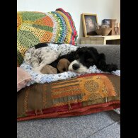 Cavapoo - Both