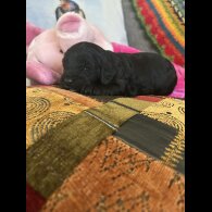 Cavapoo - Both