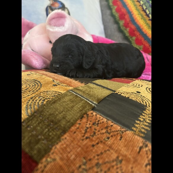 Cavapoo - Both