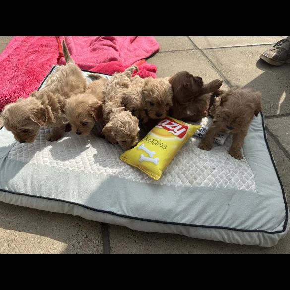 Cavapoo - Both