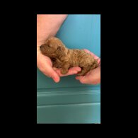 Cavapoo - Both