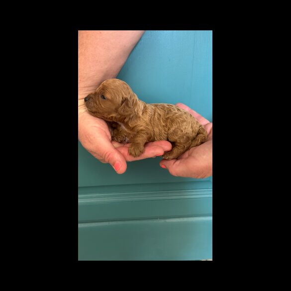 Cavapoo - Both