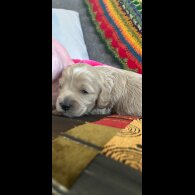 Cavapoo - Both