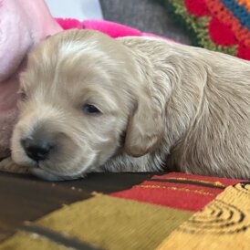 Cavapoo - Both