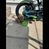 Cavapoo - Both