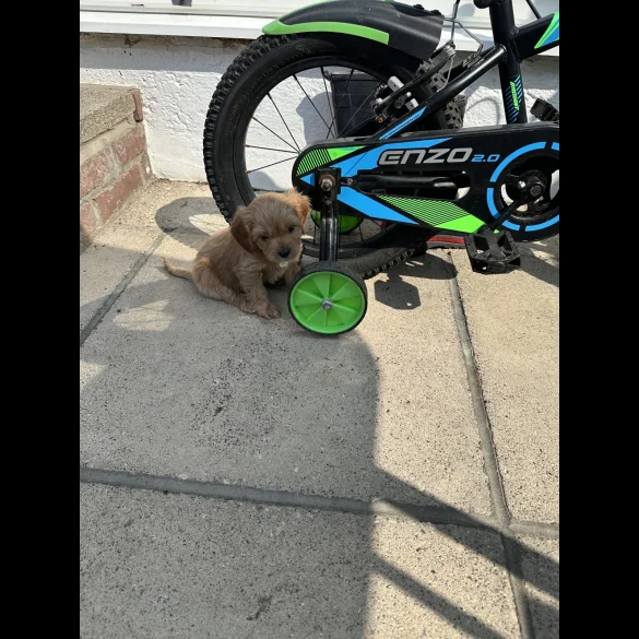 Cavapoo - Both