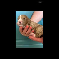 Cavapoo - Both