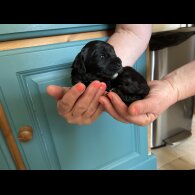 Cavapoo - Both