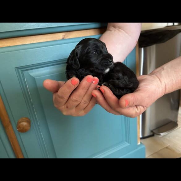 Cavapoo - Both