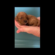Cavapoo - Both