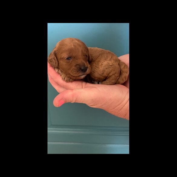 Cavapoo - Both