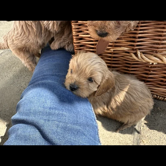 Cavapoo - Both