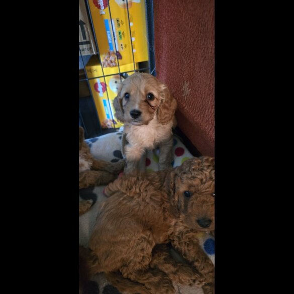 Cavapoo - Both