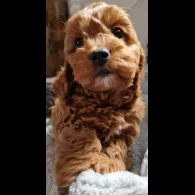 Cavapoo - Dogs