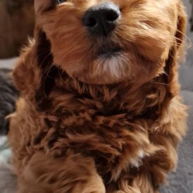 Cavapoo - Dogs