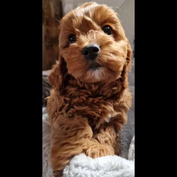 Cavapoo - Dogs