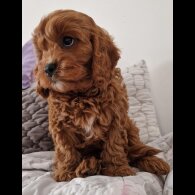 Cavapoo - Dogs