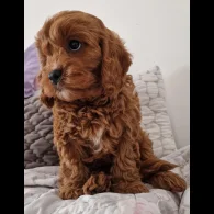 Cavapoo - Dogs