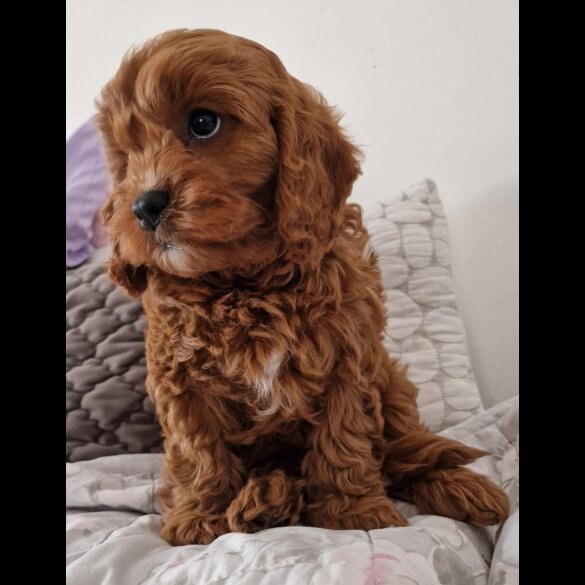 Cavapoo - Dogs