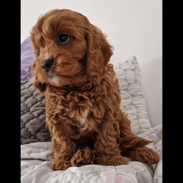 Cavapoo - Dogs