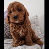 Cavapoo - Dogs