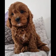 Cavapoo - Dogs