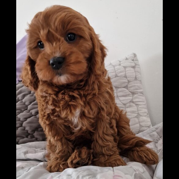 Cavapoo - Dogs