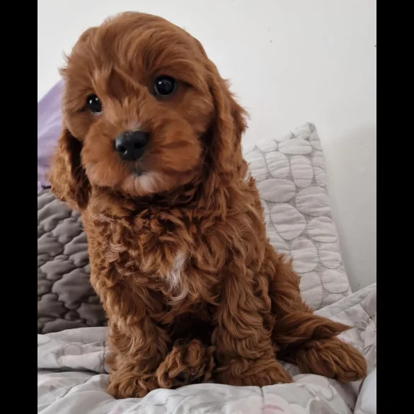 Cavapoo - Dogs