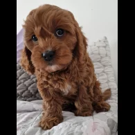 Cavapoo - Dogs