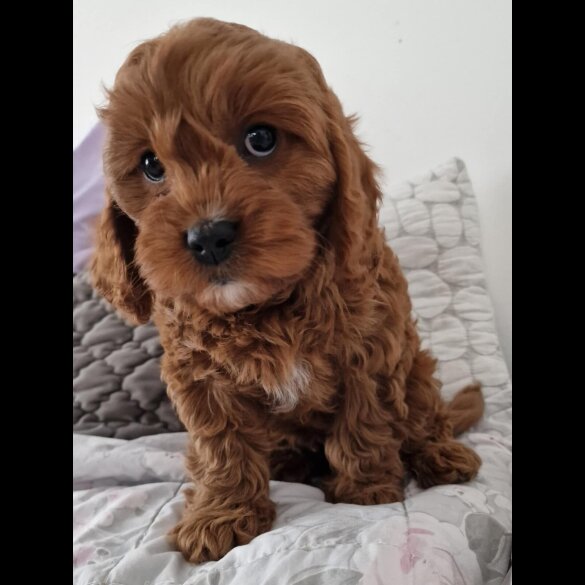 Cavapoo - Dogs