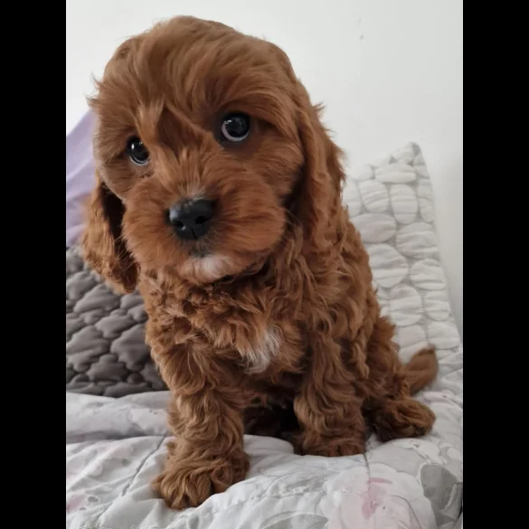 Cavapoo - Dogs