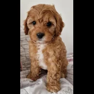Cavapoo - Dogs
