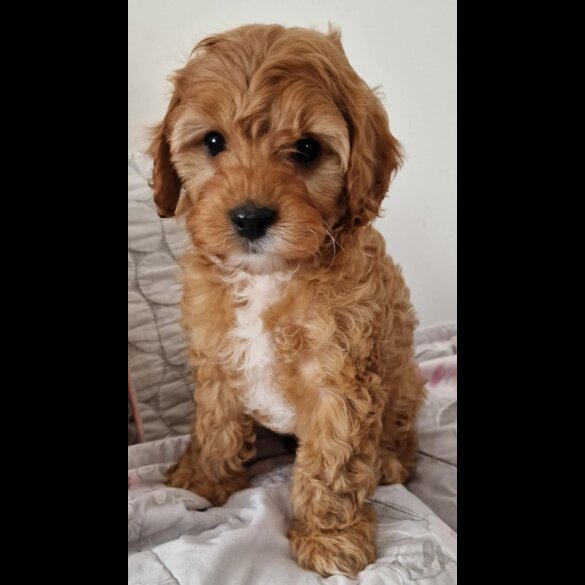 Cavapoo - Dogs