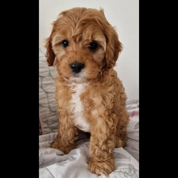 Cavapoo - Dogs