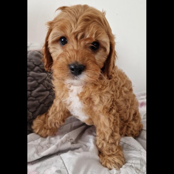 Cavapoo - Dogs