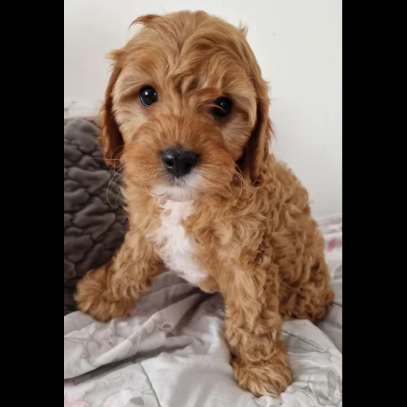 Cavapoo - Dogs