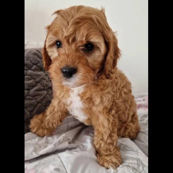 Cavapoo - Dogs