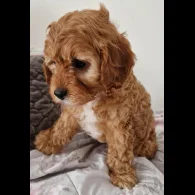 Cavapoo - Dogs