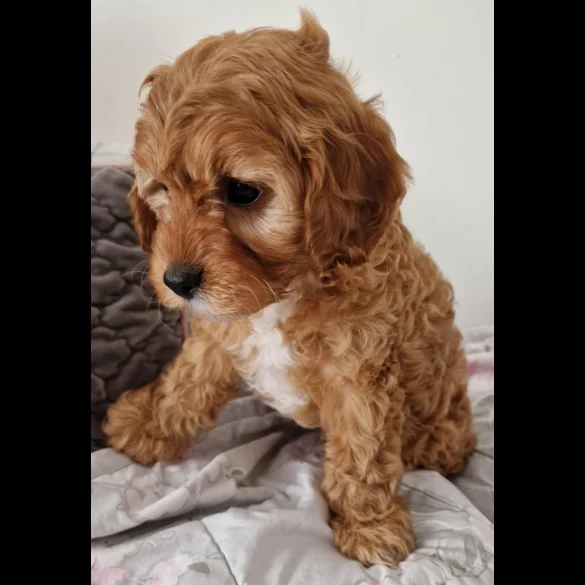 Cavapoo - Dogs