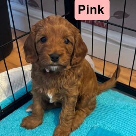 Cavapoo - Both