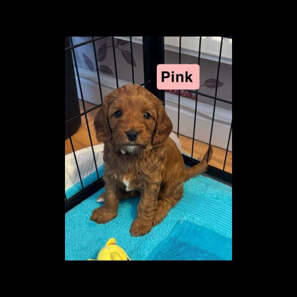 Cavapoo - Both