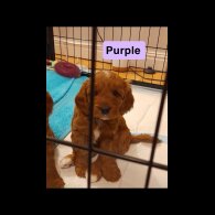 Cavapoo - Both