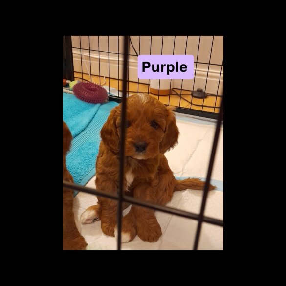 Cavapoo - Both