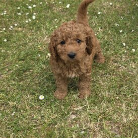 Cavapoo - Both