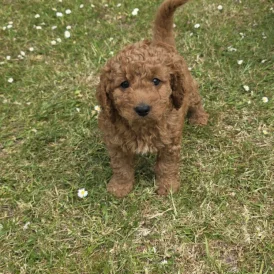 Cavapoo - Both