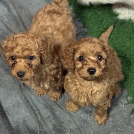 Cavapoo - Both